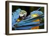 Blue-And-Gold Macaws at Zoo Ave Park-Paul Souders-Framed Photographic Print