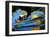 Blue-And-Gold Macaws at Zoo Ave Park-Paul Souders-Framed Photographic Print
