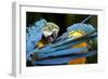 Blue-And-Gold Macaws at Zoo Ave Park-Paul Souders-Framed Photographic Print