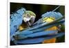 Blue-And-Gold Macaws at Zoo Ave Park-Paul Souders-Framed Photographic Print