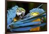 Blue-And-Gold Macaws at Zoo Ave Park-Paul Souders-Framed Photographic Print