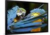 Blue-And-Gold Macaws at Zoo Ave Park-Paul Souders-Framed Photographic Print