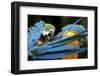 Blue-And-Gold Macaws at Zoo Ave Park-Paul Souders-Framed Photographic Print