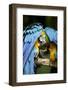 Blue-And-Gold Macaws at Zoo Ave Park-Paul Souders-Framed Photographic Print