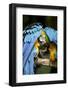 Blue-And-Gold Macaws at Zoo Ave Park-Paul Souders-Framed Photographic Print