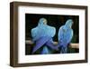 Blue-And-Gold Macaws at Zoo Ave Park-Paul Souders-Framed Photographic Print