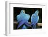 Blue-And-Gold Macaws at Zoo Ave Park-Paul Souders-Framed Photographic Print