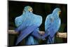 Blue-And-Gold Macaws at Zoo Ave Park-Paul Souders-Mounted Photographic Print