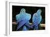 Blue-And-Gold Macaws at Zoo Ave Park-Paul Souders-Framed Photographic Print