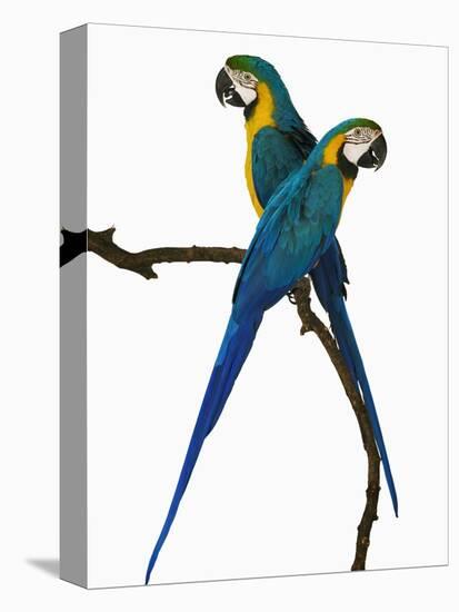 Blue-and-Gold Macaws-Martin Harvey-Stretched Canvas