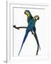 Blue-and-Gold Macaws-Martin Harvey-Framed Photographic Print