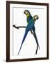 Blue-and-Gold Macaws-Martin Harvey-Framed Photographic Print