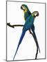 Blue-and-Gold Macaws-Martin Harvey-Mounted Photographic Print