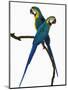 Blue-and-Gold Macaws-Martin Harvey-Mounted Photographic Print