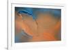 Blue and Orange Flow-Cora Niele-Framed Photographic Print