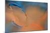 Blue and Orange Flow-Cora Niele-Mounted Photographic Print