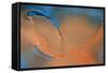 Blue and Orange Flow-Cora Niele-Framed Stretched Canvas