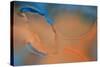 Blue and Orange Flow-Cora Niele-Stretched Canvas