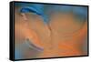 Blue and Orange Flow-Cora Niele-Framed Stretched Canvas
