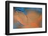 Blue and Orange Flow-Cora Niele-Framed Premium Photographic Print