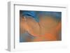 Blue and Orange Flow-Cora Niele-Framed Photographic Print