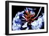 Blue And Orange Flower-Dana Brett Munach-Framed Giclee Print