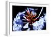 Blue And Orange Flower-Dana Brett Munach-Framed Giclee Print