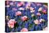 Blue and Pink Flowers-BlueOrange Studio-Stretched Canvas