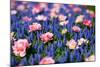 Blue and Pink Flowers-BlueOrange Studio-Mounted Photographic Print