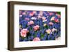 Blue and Pink Flowers-BlueOrange Studio-Framed Photographic Print