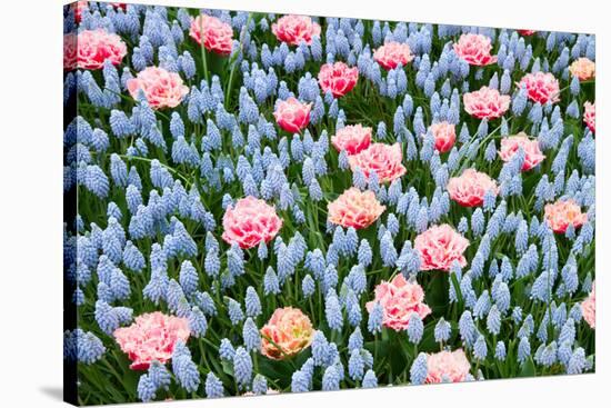 Blue and Pink Spring Flowerbed-neirfy-Stretched Canvas