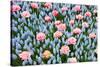 Blue and Pink Spring Flowerbed-neirfy-Stretched Canvas