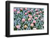 Blue and Pink Spring Flowerbed-neirfy-Framed Photographic Print