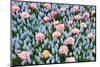 Blue and Pink Spring Flowerbed-neirfy-Mounted Photographic Print