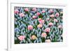 Blue and Pink Spring Flowerbed-neirfy-Framed Photographic Print