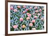 Blue and Pink Spring Flowerbed-neirfy-Framed Photographic Print