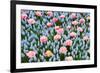 Blue and Pink Spring Flowerbed-neirfy-Framed Photographic Print