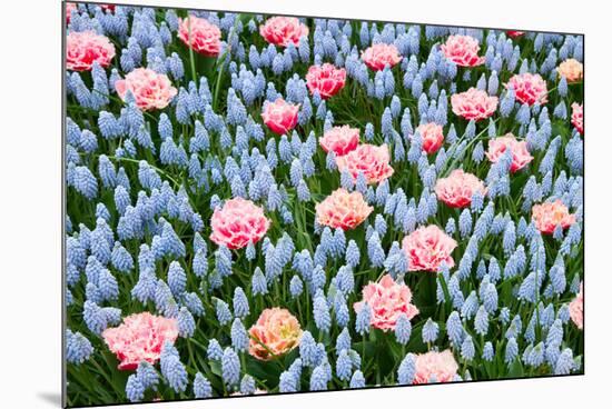 Blue and Pink Spring Flowerbed-neirfy-Mounted Photographic Print