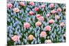 Blue and Pink Spring Flowerbed-neirfy-Mounted Photographic Print