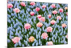 Blue and Pink Spring Flowerbed-neirfy-Mounted Photographic Print