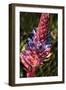 Blue and Red Flower-George Johnson-Framed Photographic Print