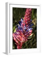 Blue and Red Flower-George Johnson-Framed Photographic Print