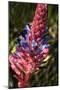 Blue and Red Flower-George Johnson-Mounted Photographic Print
