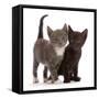 Blue-and-white and black kittens.-Mark Taylor-Framed Stretched Canvas