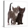 Blue-and-white and black kittens.-Mark Taylor-Stretched Canvas