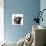 Blue-and-white and black kittens.-Mark Taylor-Photographic Print displayed on a wall