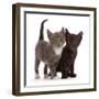 Blue-and-white and black kittens.-Mark Taylor-Framed Photographic Print