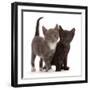 Blue-and-white and black kittens.-Mark Taylor-Framed Photographic Print