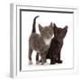 Blue-and-white and black kittens.-Mark Taylor-Framed Photographic Print