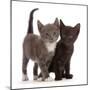 Blue-and-white and black kittens.-Mark Taylor-Mounted Photographic Print